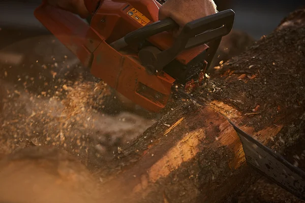 Man cutting tree with chainsaw — Stock Photo, Image