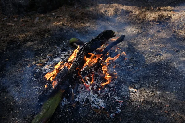 森の中の火のクローズ アップ — ストック写真