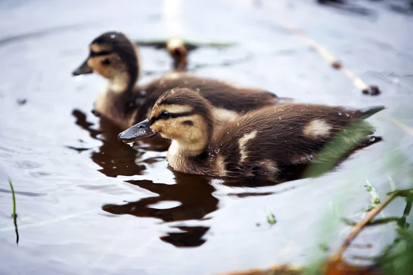 cute ducks in water.