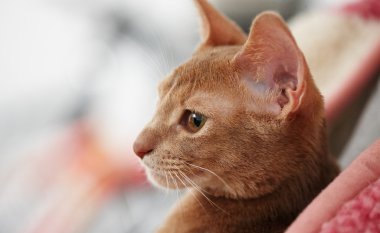 Kızıl kedinin portresi