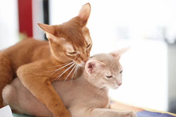 Två röda katter — Stockfoto