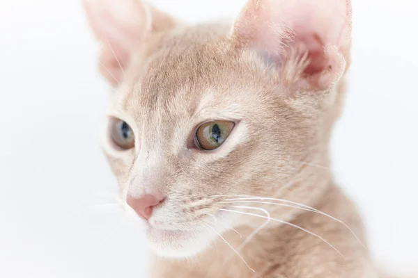 Retrato de gato rojo — Foto de Stock