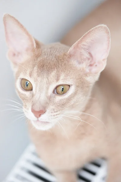 Retrato de gato rojo —  Fotos de Stock