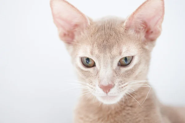 Retrato de gato vermelho — Fotografia de Stock