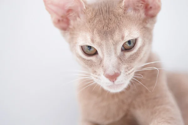 Retrato de gato vermelho — Fotografia de Stock