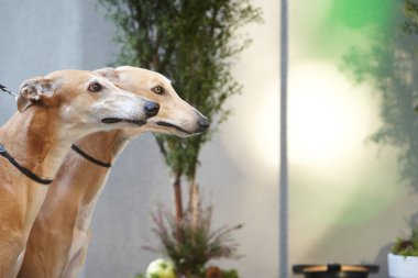 İtalyan grayhound köpek portre