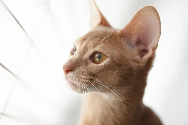 Retrato de gato rojo —  Fotos de Stock