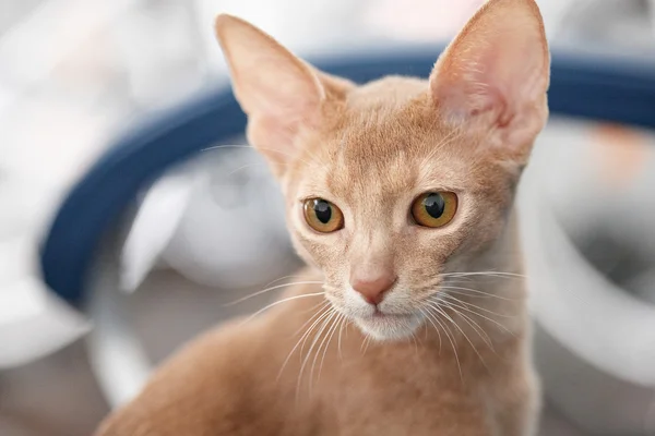 Porträt der roten Katze — Stockfoto