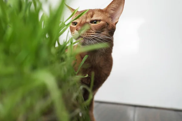 Retrato de gato vermelho e vagem com grama — Fotografia de Stock