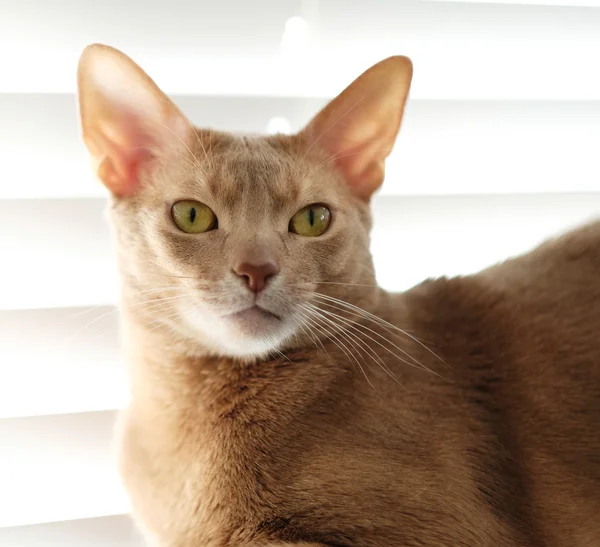 Porträt einer ernsthaften roten Katze. — Stockfoto