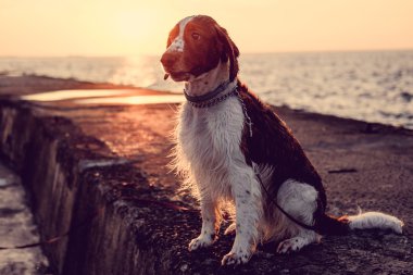 köpek suya yakın iskelede