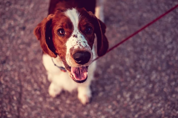 Cane sul molo vicino all'acqua — Foto Stock