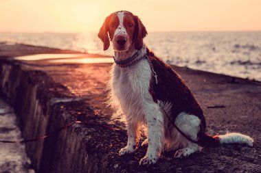 köpek suya yakın iskelede