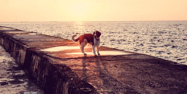 Dog on pier near water — Stock Photo, Image