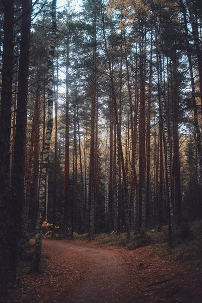 Camino a través de bosques de otoño con cielo despejado en la puesta del sol —  Fotos de Stock