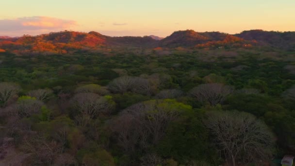 Ilmakuva viidakoista kultaisella auringonlaskulla, Costa Rica, kultainen, kaunis trooppinen — kuvapankkivideo