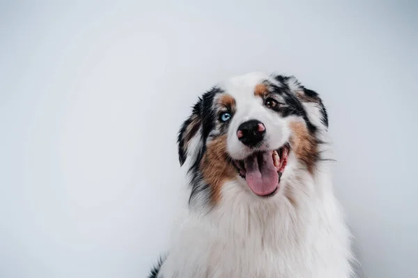 Domowy uroczy pies z wielobarwnymi oczami w białym tle — Zdjęcie stockowe