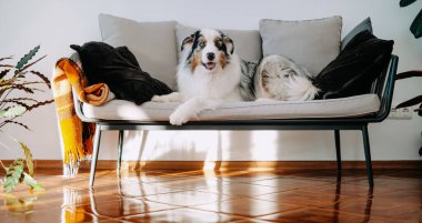 Avustralya köpeği gündüz vakti kanepede oturuyor.