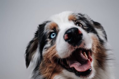 Avustralya cinsi, beyaz arka planda mavi ve kahverengi gözlü evcil hayvan.