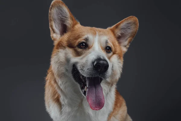 Portré egy imádnivaló walesi corgi kutyáról, aki furcsán néz ki.. — Stock Fotó