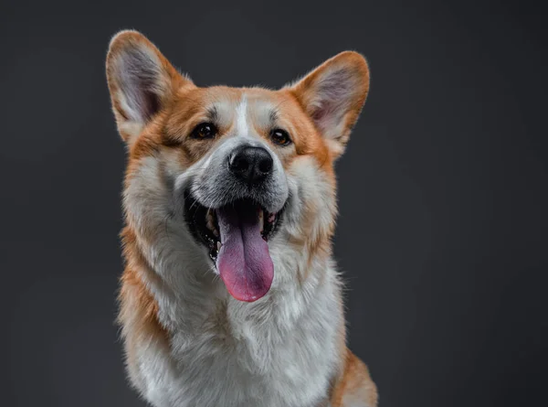 Portré walesi corgi felnőtt és magabiztos kutya a stúdióban. — Stock Fotó