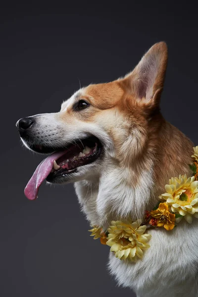Portret psa corgi z żółtymi kwiatami na szyi. — Zdjęcie stockowe