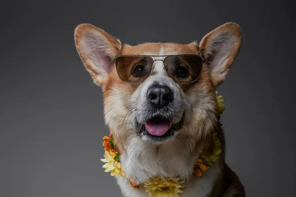 Portret uśmiechniętego, zabawnego, walijskiego psa corgi w letnim kostiumie. — Zdjęcie stockowe