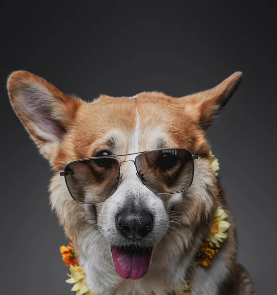 Stílusos, őrült fotó walesi corgi kutya mosolyog és pózol. — Stock Fotó