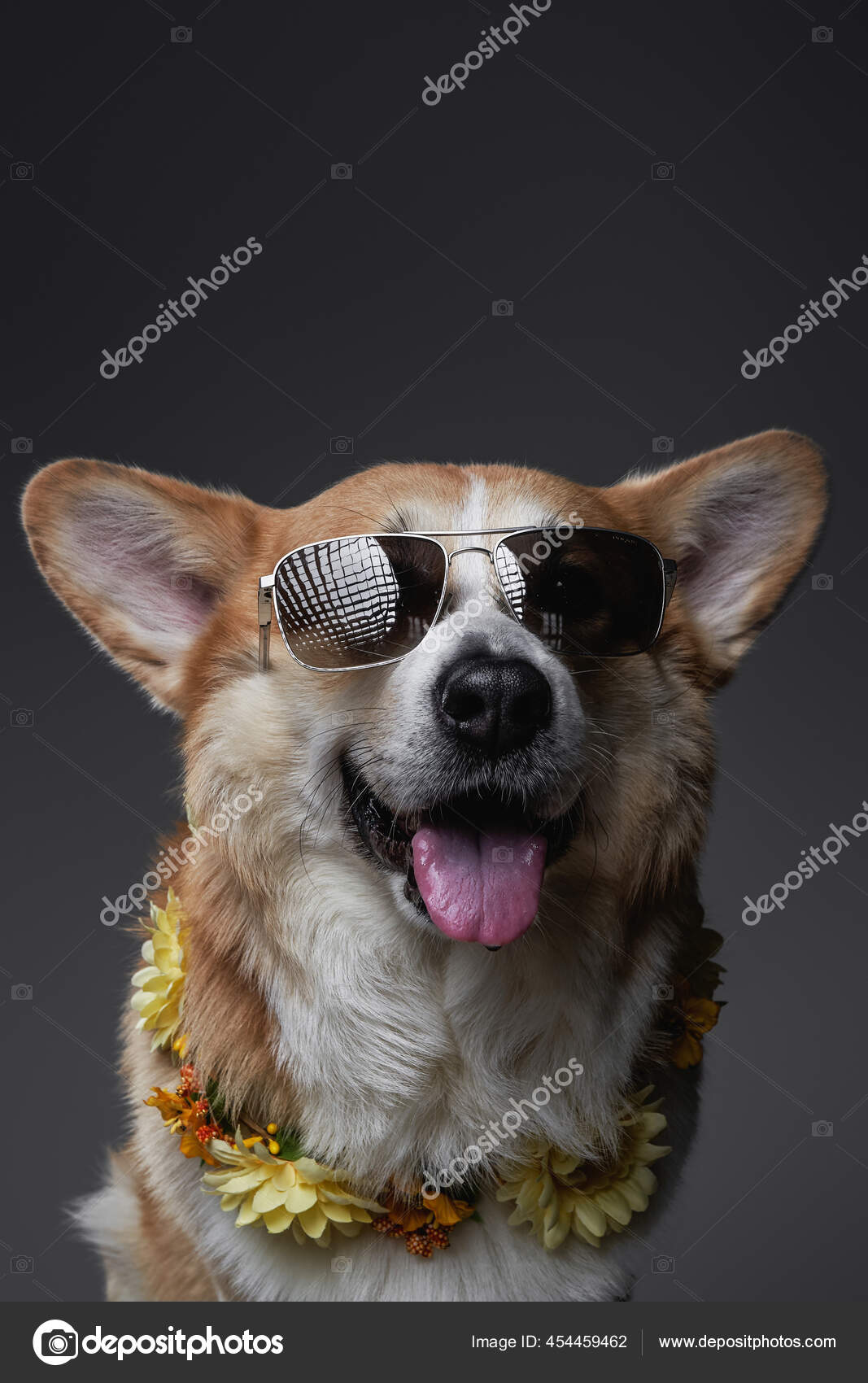 Elegant welsh corgi puppy sitting and smiling with a chamomile
