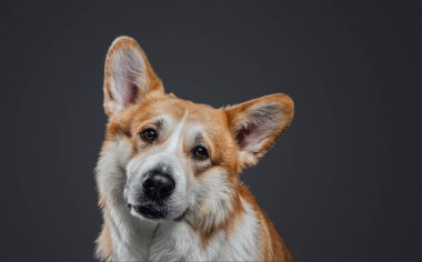Studio portrait of cute welsh corgi sad dog isolated.