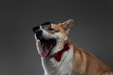 Close-up portrait of yawn and stylish welsh corgi cardigan dog.