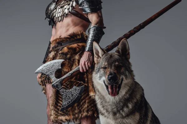 Cheerful wild wolf looking at camera in background of violent viking