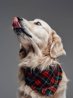 Gri arka planda eşarbı olan eğitimli bir köpeğin portresi.