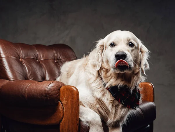 Blonďatý zlatý retrívr s nadýchanou kožešinou a šátkem na krku na křesle — Stock fotografie