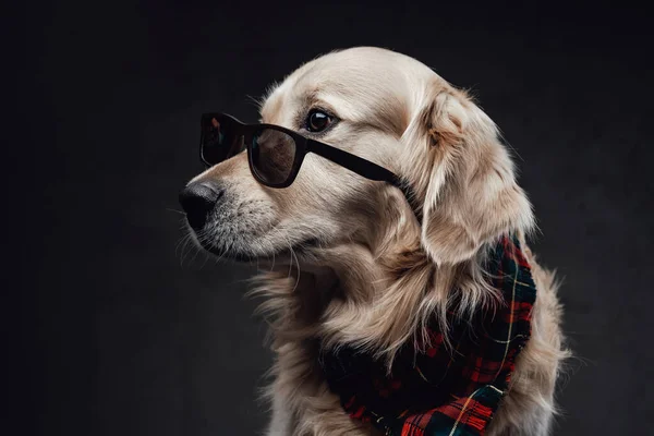 Lindo y elegante golden retriever con gafas de sol y mano humana — Foto de Stock