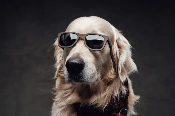 Cool and fashionable dog golden retriever breeds in dark background