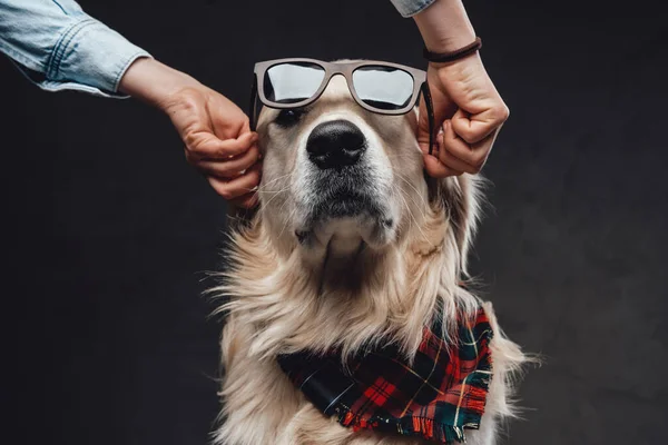 Muž se slunečními brýlemi na krásném a módním psovi — Stock fotografie