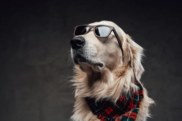 Fajny i modny pies golden retriever ras w ciemnym tle — Zdjęcie stockowe