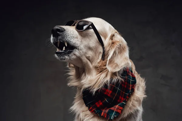 Rozzlobený skotský pes se slunečními brýlemi a šátkem na krku v tmavém pozadí — Stock fotografie