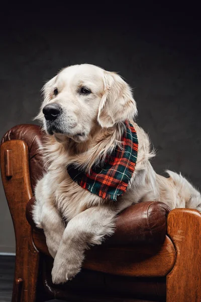 Chlupatý a přátelský pes relaxuje na luxusním křesle v tmavém pozadí — Stock fotografie