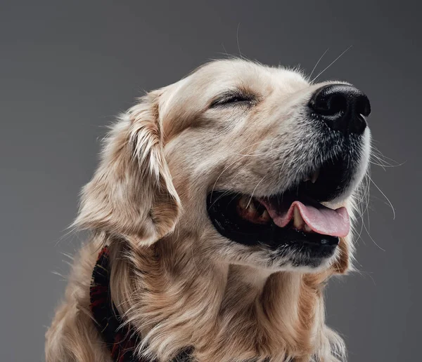 Emocionální čistý plemeno pes se usmívá a pózuje v šedém pozadí — Stock fotografie