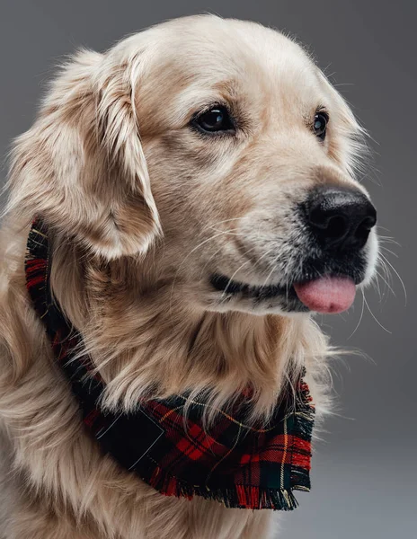 Portrét cvičeného psa s šátkem pózujícím v šedém pozadí — Stock fotografie