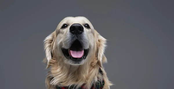 Headshot de um cão engraçado obediente em estúdio com fundo cinza — Fotografia de Stock