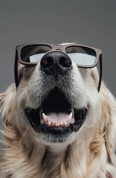 Czysta rasa blond pies w okularach przeciwsłonecznych i szalik w szarym tle — Zdjęcie stockowe
