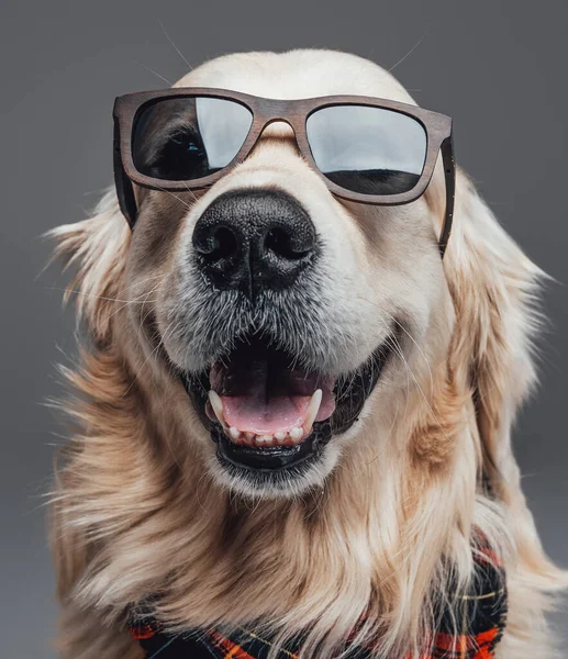 Cabeza de un perro bonito con gafas de sol en fondo gris — Foto de Stock