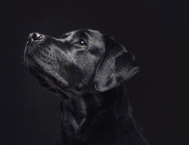 Karanlık arka planda insan yoldaşı ve en iyi arkadaş