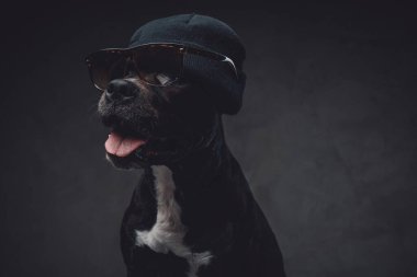 Güneş gözlüğü ve şapkası olan neşeli ve şık bir köpek.