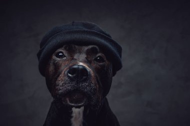 Kafasında şapka olan moda köpeği.