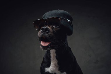 Güneş gözlüğü ve şapkası olan neşeli ve şık bir köpek.