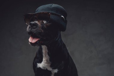 Güneş gözlüğü ve şapkası olan neşeli ve şık bir köpek.